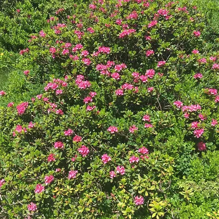 Chalet Skihuette Lachtal