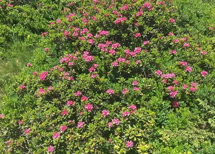 Domek alpejski Skihuette Lachtal