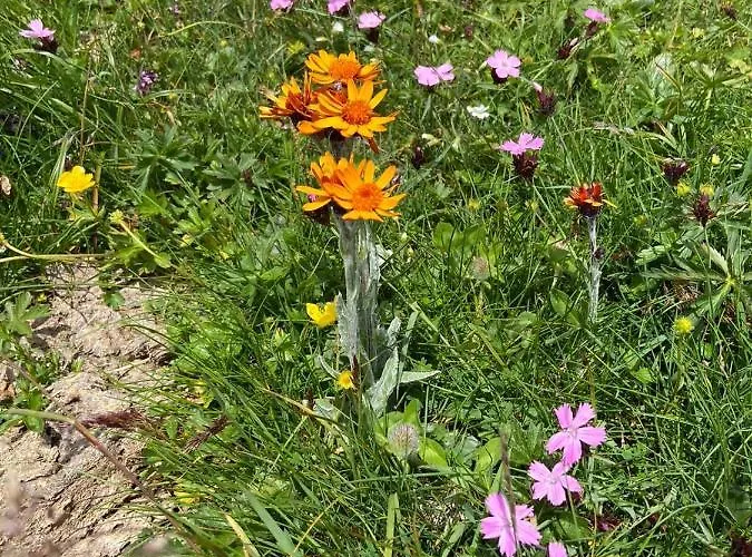 Domek alpejski Skihuette *